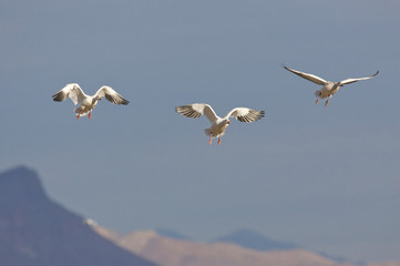 Snow Geese Landing