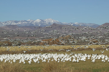 Snow Geese in an Open Field