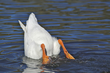 Goose Diving Headfirst into Water