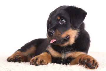 Purebred Rottweiler puppy, 2 months