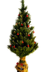 Christmas Tree Isolated