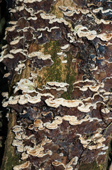 Beautiful strange tree fungus