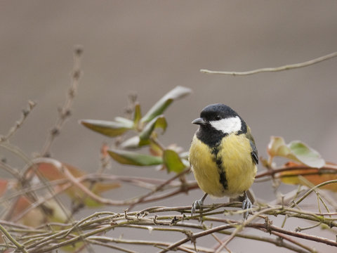Parus major - M&eacute;sange charbonni&egrave;re - Great Tit