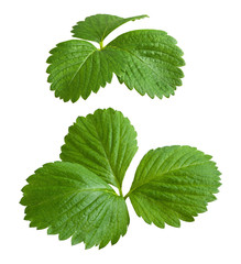 Strawberry Leaves isolated on a white background