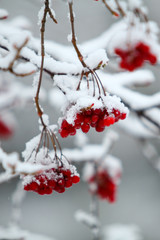 beere im schnee