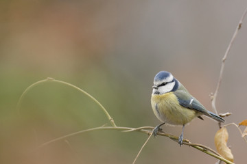 Cyanistes caeruleus - Mésange bleue - Blue Tit