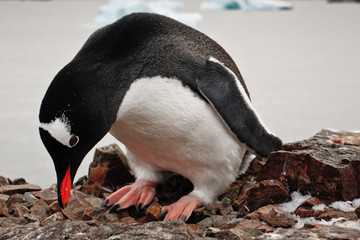 Fototapeta premium black and white penguin