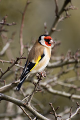Chardonneret élégant