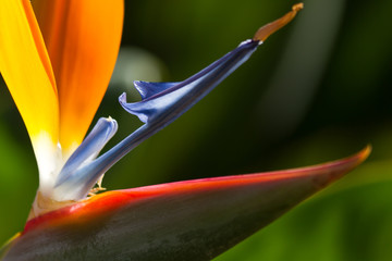 Strelitzia_005