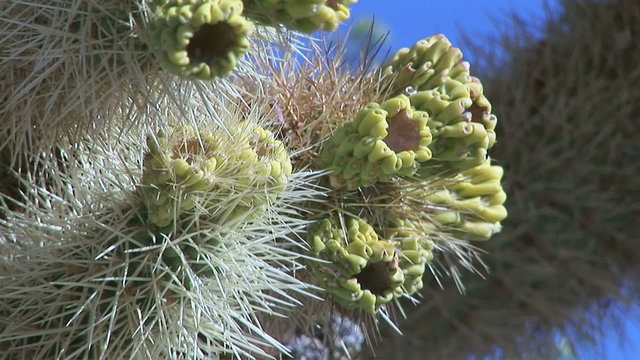 Chollo cactus