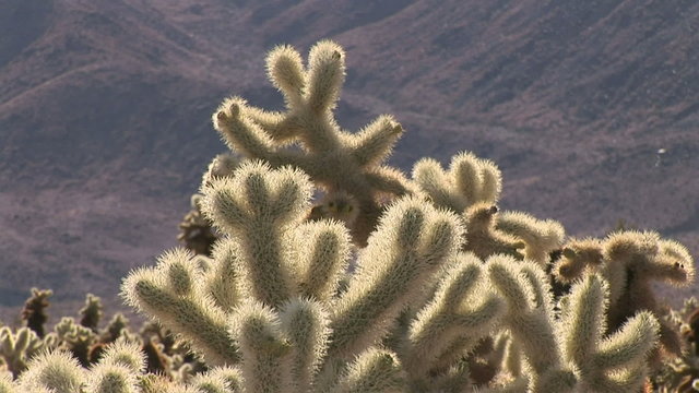 Chollo cactus