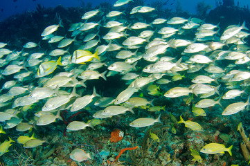 Fototapeta na wymiar Agregacja Fish, zdjęcie zrobione w Palm Beach County Florida