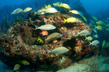 Fototapeta na wymiar Agregacja Fish, zdjęcie zrobione w Palm Beach County Florida