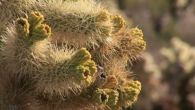 Chollo cactus
