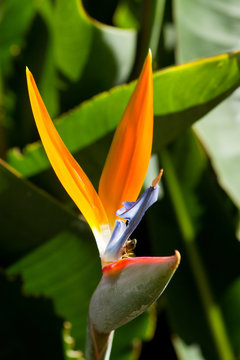 Strelitzia_003
