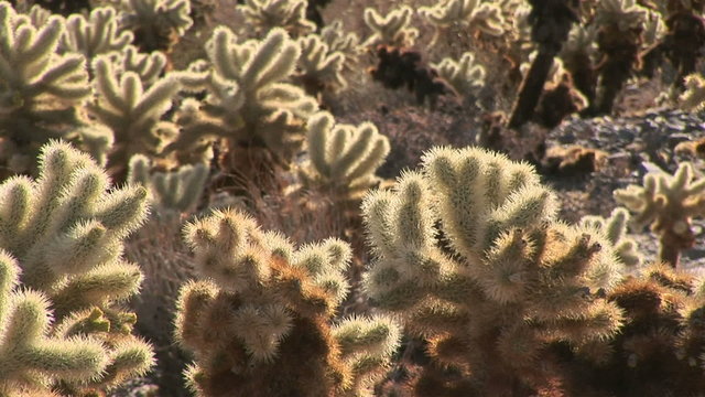 Chollo cactus