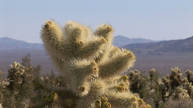 Chollo cactus