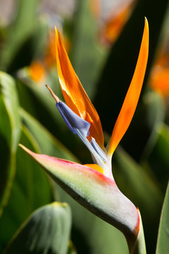 Strelitzia_001
