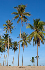 Obraz premium Tropical sand beach with coconut trees
