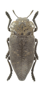 Capnodis tenebrionis