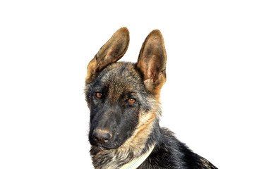 close up of a dog's head