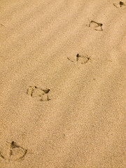 Seagull Footprints in the Sand on a Sunny Day