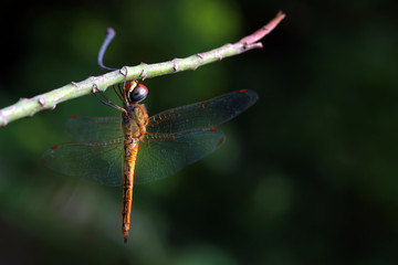 wonderful Dragonfly