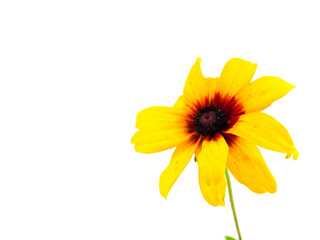 Single Yellow Daisy Isolated on White Background