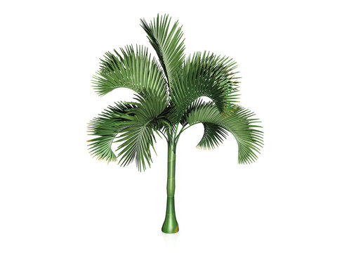 le palmier