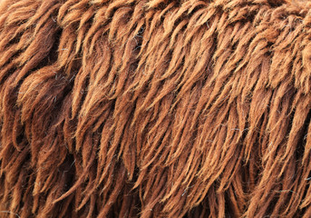 Brown Sheepskin Background