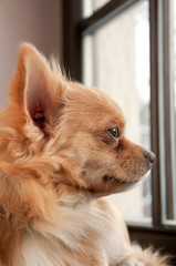 Chihuahua © diablo_luk