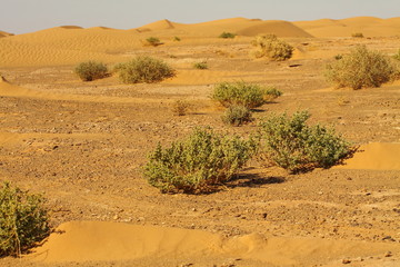 Sahara Desert  Morocco