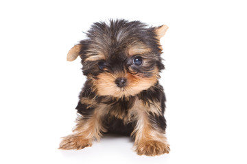 Yorshire terrier puppy isolated on white