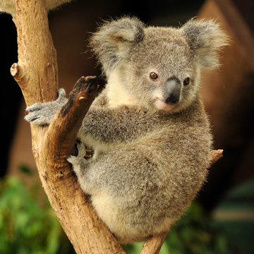Koala joey sits on a branch
