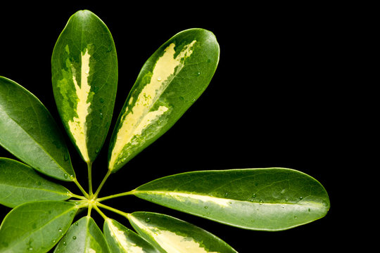 Schefflera_002