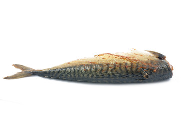 mackerel