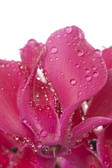 cyclamen flowers with rain drops macro