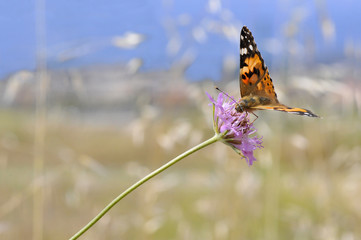 Papillon Belle Dame butinant une fleur de scabieuse