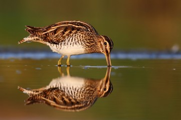 Common snipe