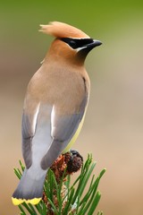 Cedar waxwing