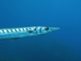Barracuda fish.