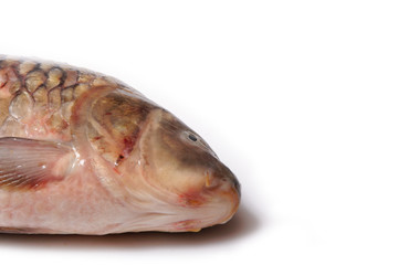 Carp.
