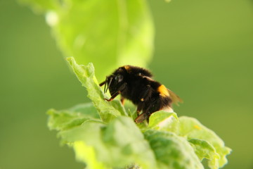 Hummel