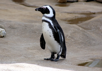 Naklejka premium Pinguin ganz alleine