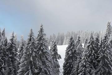 Hochschwarzwald, Schwarzwald - Deutschland