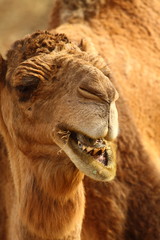 Morocco Camel Sahara Desert