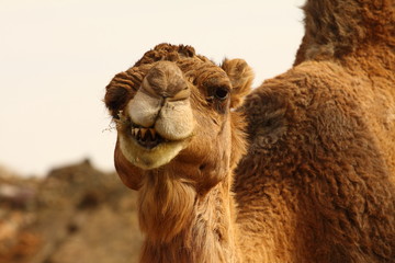 Morocco Camel Sahara Desert