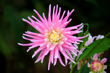 Obraz premium dahlia flower