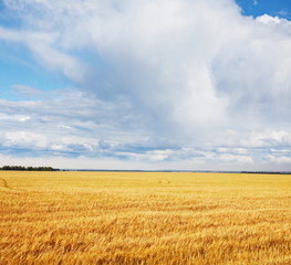Wheat field