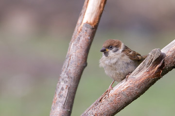 Tree Sparrow